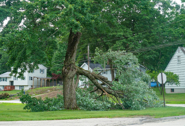 Best Tree Risk Assessment  in USA